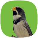 Coleiro Fibra Campeão