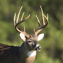 Whitetail Deer Calls