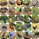 Red Junglefowl and Bird Sounds