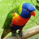 Guess the Bird: Tile Puzzle