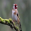 goldfinch