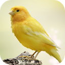 Canary Bird Sounds