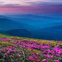 Mountain Flower Live Wallpaper