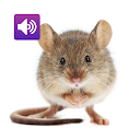 Mouse and Rat: Sound,Ringtones