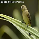 Canto Coleiro F&ecirc;mea