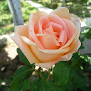 Guess the Flower: Tile Puzzles