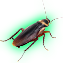 KillCockroach
