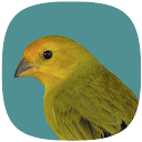 Can&aacute;rio Verdadeiro