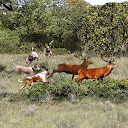 Perros caza ciervos jabalies