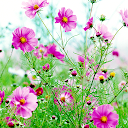 Sweet Flowers Live Wallpaper