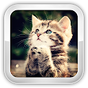 Cat Games