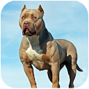 Pitbull Dog Simulator