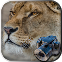 Hidden Animals: Photo Hunt