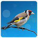European goldfinch song