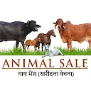 गाय भैंस : खरीदे बेचें