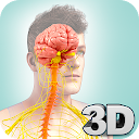 Nervous System Anatomy Pro.