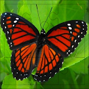 Butterfly Puzzles