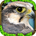 Falcon Simulator