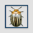 Crash of Beetle