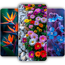 Flower Wallpapers 4K