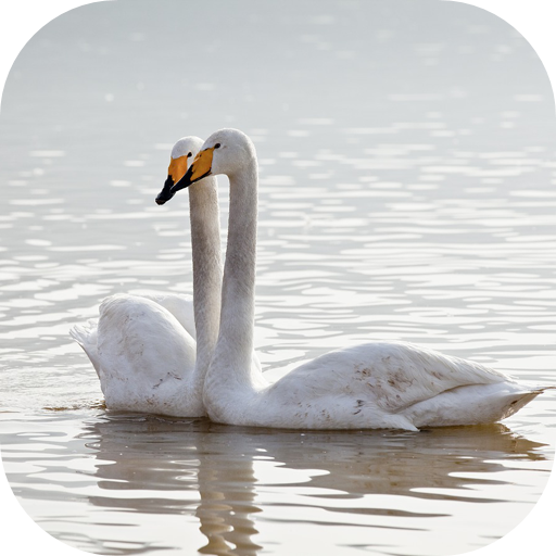 Swan Wallpaper: free wallpapers