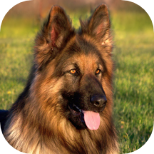 German Shepherd Dog Background
