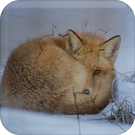 Cute Animals Wallpapers and Backgrounds