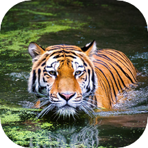 Best Tiger Pictures