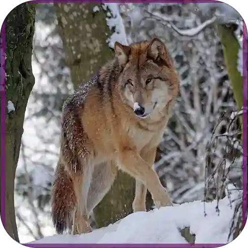 Best of Wolf Images and Live Wallpapers