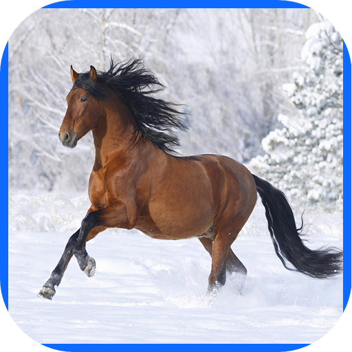 Animals and Zoo Wallpaper