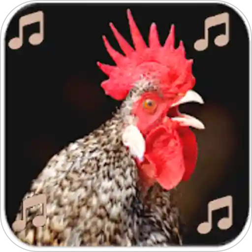 Rooster Sound Ringtones and Wallpapers