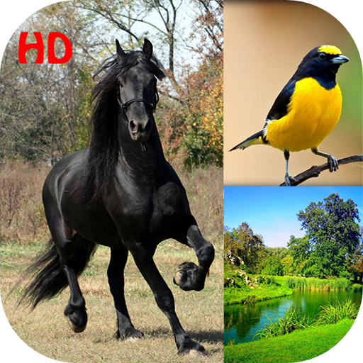 Nature Wallpapers HD