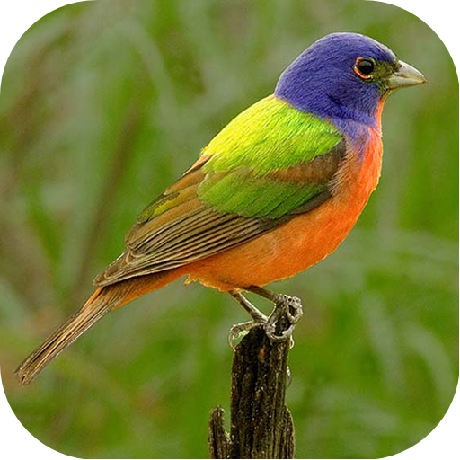 Bird Wallpaper & Backgrounds