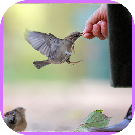 Photography Backgrounds