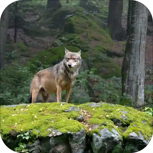 Wolf Wallpaper: free wallpapers