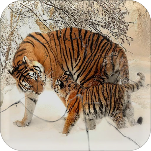 Animals Wallpapers and Backgrounds