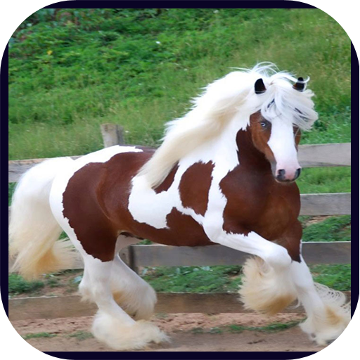 Phone Screen Horse Wallpaper