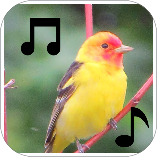 Bird Call, Sound and Ringtone