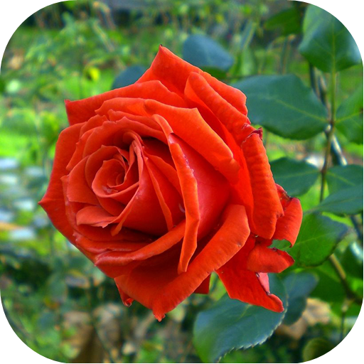 4K Nature Wallpapers