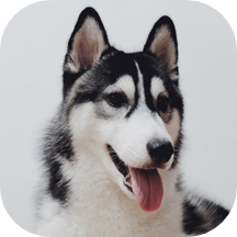 Best Wolf Wallpapers