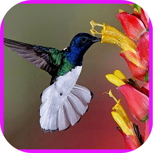 Bird Phone Wallpaper