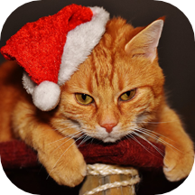 Christmas Cat Themes