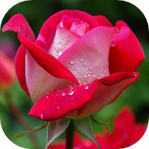 Beautiful Rose Wallpapers
