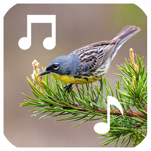 Latest Bird Ringtone