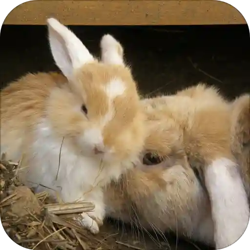 Rabbit Wallpaper: free wallpapers