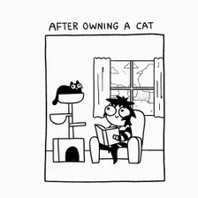 After Owning a Cat